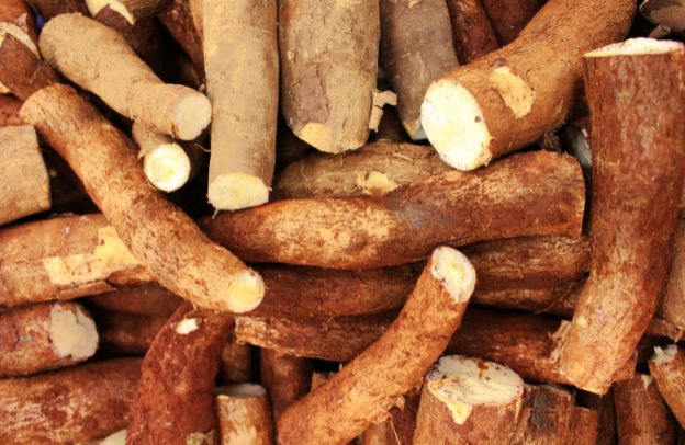 How to Grow Cassava to Increase Your Harvest