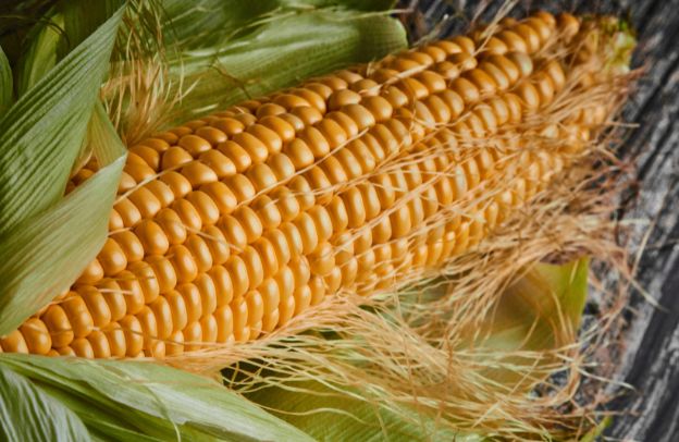 The 7 Varieties Of Corns You Should Know Of