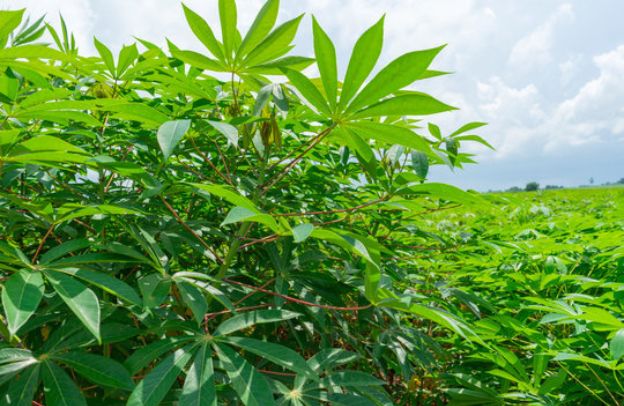 Cassava Leaves: Unlocking The Nutritional Power Of Cassava Leaves In Human Nutrition