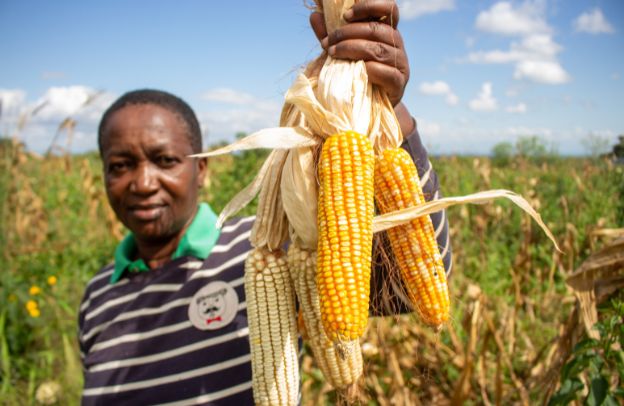 The Secret to Increasing Your Maize Yield