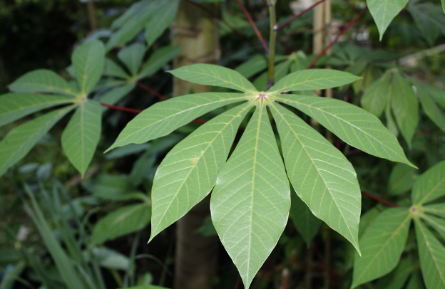 How To Plant Cassava In Nigeria And Tropical Africa