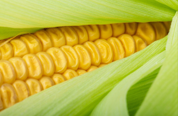 11 Top Maize Producers In The World