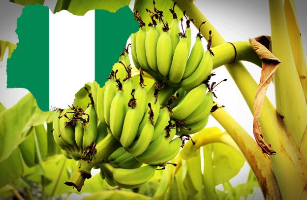 How To Start Plantain Farm In Nigeria (In a Few Steps)