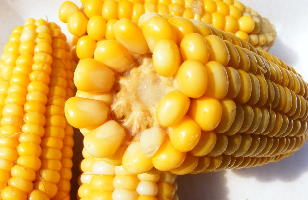 The Economic And Health Benefits Of Maize In Nigeria