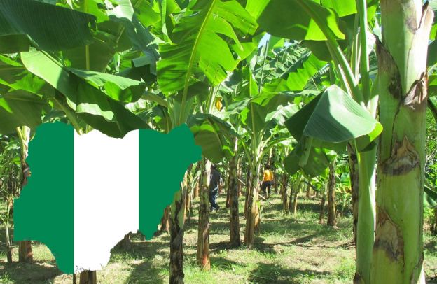 Which Fertilizers Are Best for Plantain Production In Nigeria?
