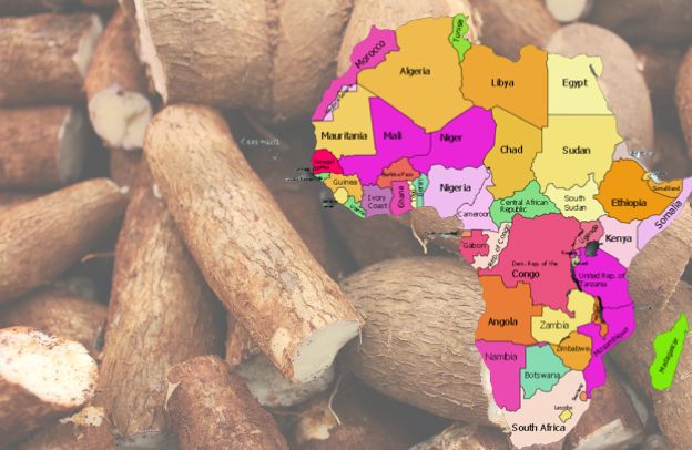 Cassava in Africa: Its Role in Food Security and Economic Development