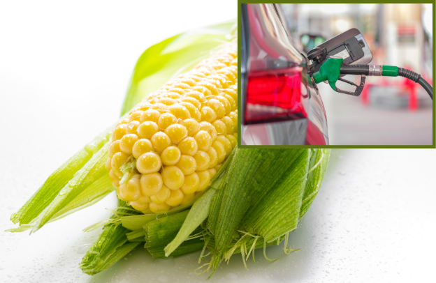 Corn-Based Biofuel: How the African Diaspora Can Drive Nigeria’s Renewable Energy Revolution