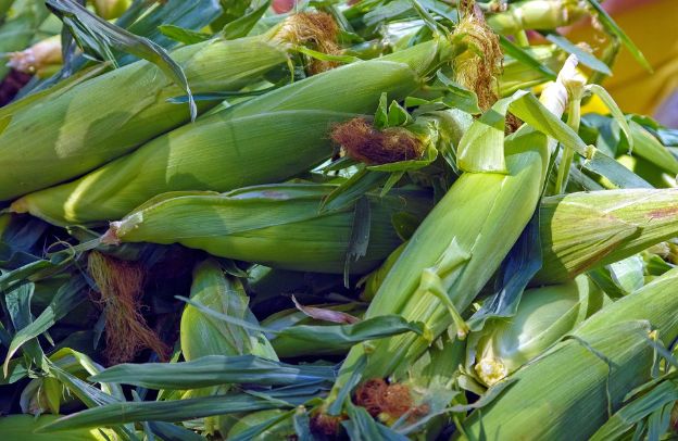 How to Plant and Grow Maize: A Step-by-Step Guide