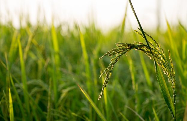 How to Boost Rice Production in Africa: The Role of Smallholder Farmers