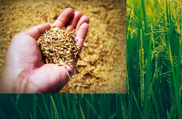Enhancing Rice Production in Africa: The Role of Research and Development