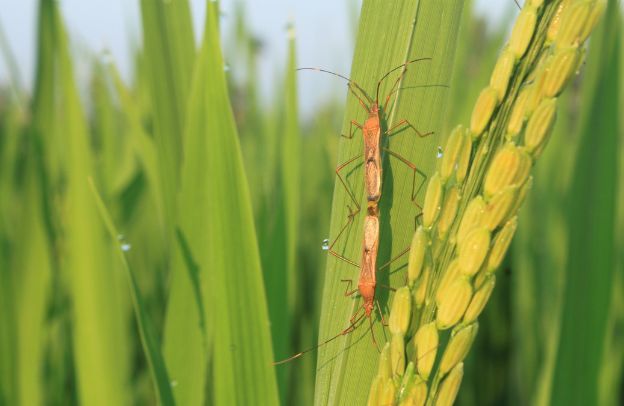 Managing Pest And Disease Outbreaks In Rice Production In Africa