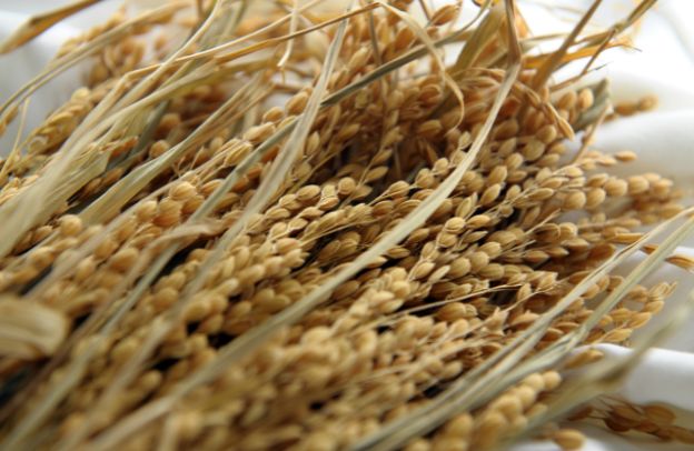 Overcoming Challenges In Rice Production In Africa: Innovative Solutions