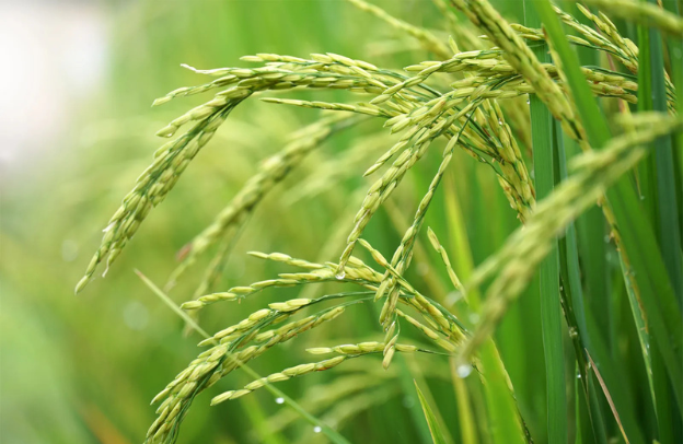 Increasing Rice Self-Sufficiency in Africa: Strategies and Success Stories