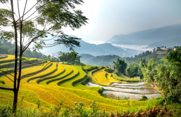 Rice and the Environment: Understanding the Impact of Rice Cultivation on the Earth