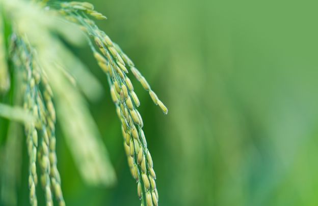 Rice and the Future: The Role of Rice in Meeting the Food Needs of a Growing Population