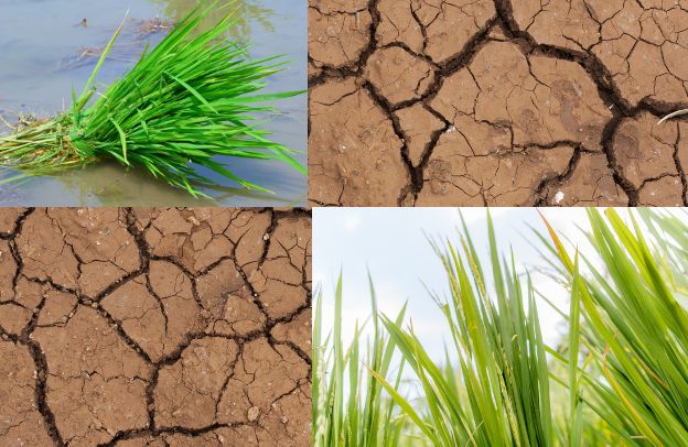 The Impact of Climate Change on Rice Production in Africa
