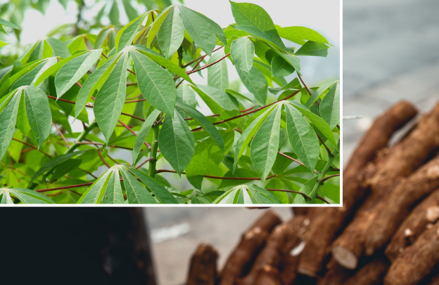 Cassava Farming for Climate Resilience: A Game-Changer for Nigerian Agriculture and Diaspora Investment