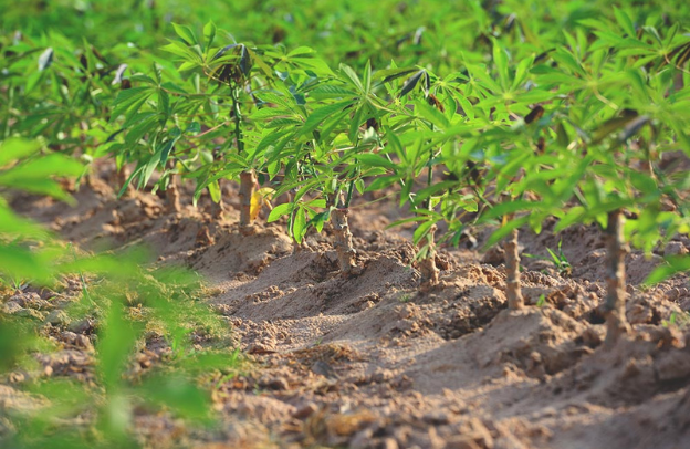 Cassava and Climate Change: How This Crop Can Help Build Resilience