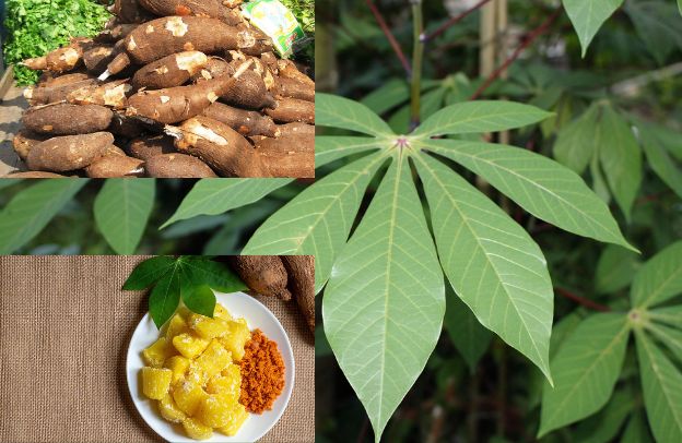 Cassava and Sustainable Agriculture Practices In Nigeria