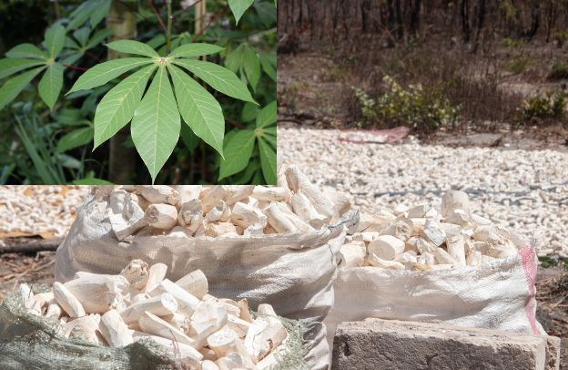 Cassava for Industrial Use: From Ethanol to Paper Production