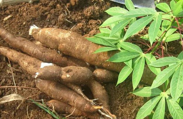 Companion Planting for Pest Control in Cassava Farming in Nigeria