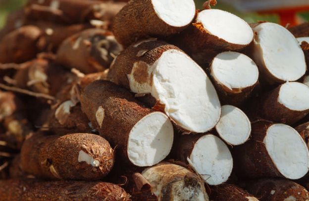 Harvesting and Storing Cassava: Tips for Nigerian Farmers