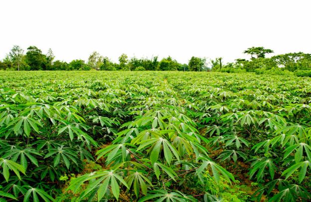 Processing Cassava for Increased Profit: A Guide for Nigerian Farmers