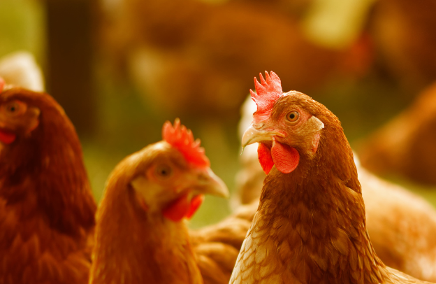 African Poultry Farming Holds the Key to Real Money