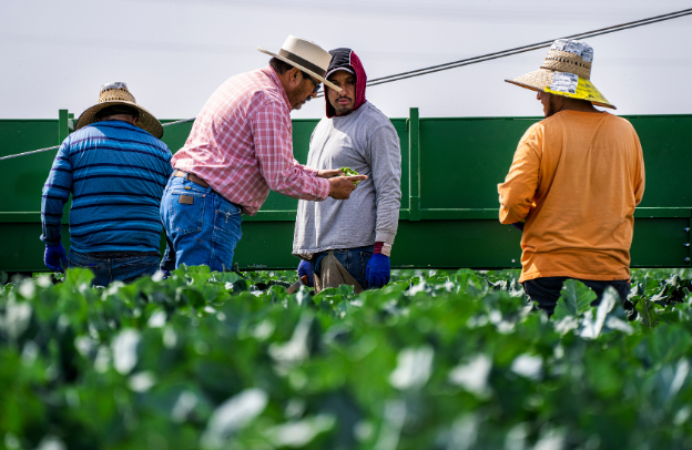 How the African Diaspora Can Tap Into Africa’s Agricultural Potential for Job Creation and Food Security