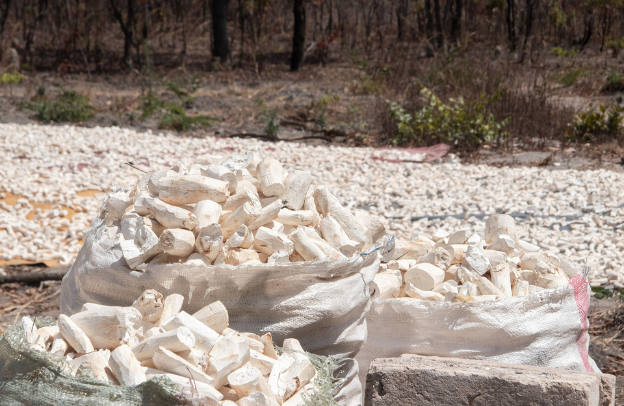 Cassava: A Sustainable Solution to Combat Food Insecurity in Nigeria