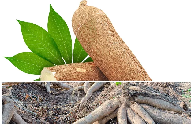 Processing and Marketing of Selected Cassava Products in South-east Nigeria