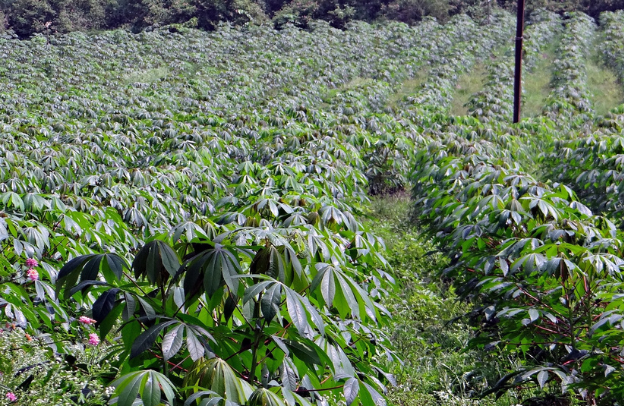 The Potential of Cassava: A Guide for African Diaspora Entrepreneurs Seeking Agribusiness Success in Nigeria