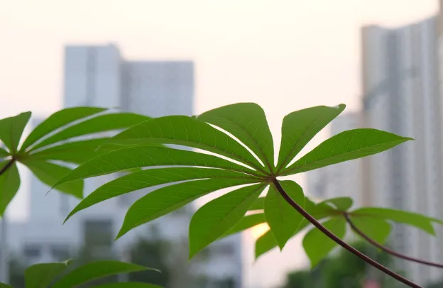 Unlocking the Potential of Nigeria’s Cassava Farmers: A Pathway to Agribusiness Success for Diaspora Entrepreneurs