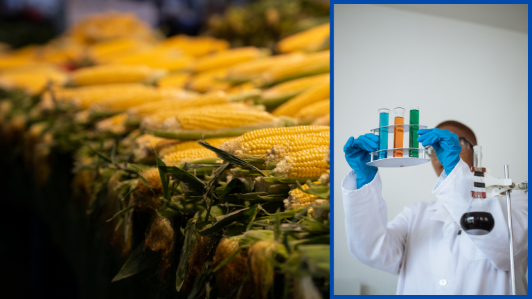 Scientists Develop Innovative Technique for Faster Gene Identification and Development of Resilient Corn Varieties