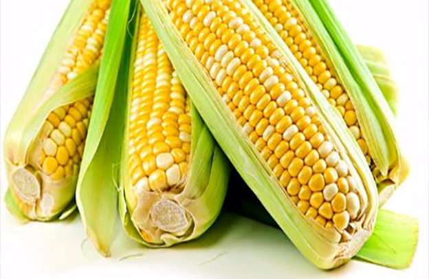 Economic Analysis Of Smallholder Maize Farmers: Implications For Public Extension Services In Eastern Cape – Research Paper