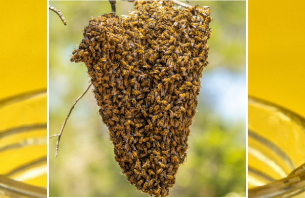 Socio-Economic and Profitability Analysis of Honey Marketing in Port Harcourt City Local Government Area of Rivers State, Nigeria – Research Paper