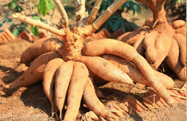 Best Fertilizers To Use For Cassava – Why They Are Important And How To Improve Cassava Production For Farmers