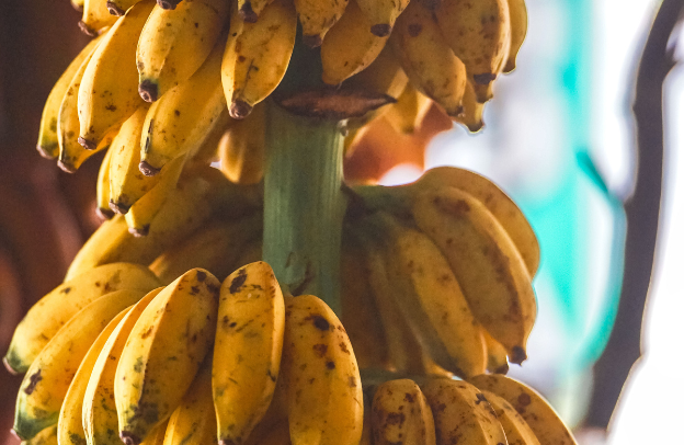 Plantain in the Global Market: Understanding Its Economic Value