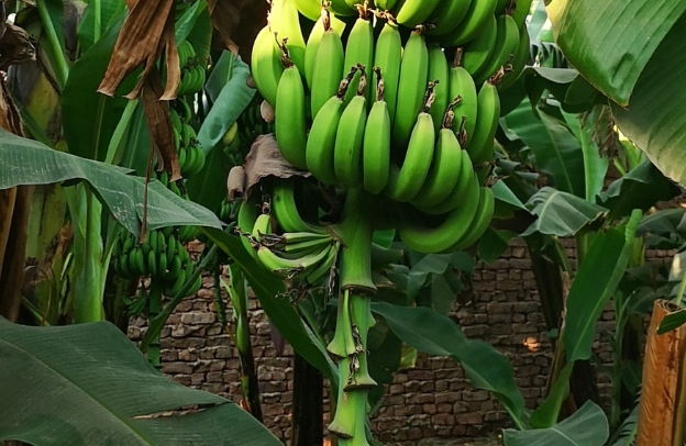 Sustainable Packaging: The Role of Plantain in Biodegradable Materials