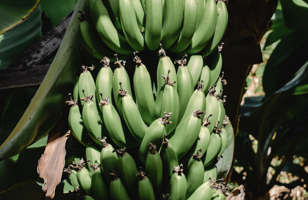 The Power of Local Markets: How to Successfully Sell Plantain in Your Community