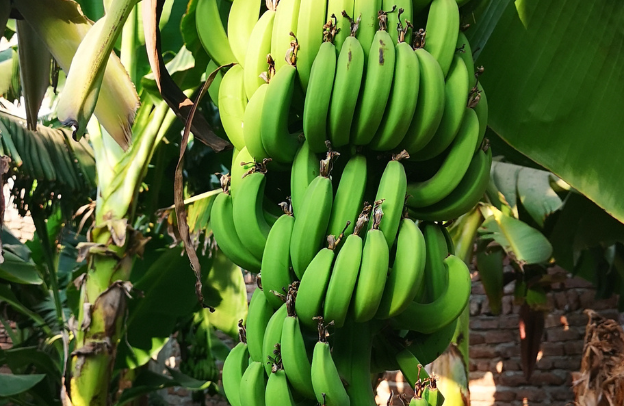 The Role of Plantain in Achieving Sustainable Food Security and Rural Development