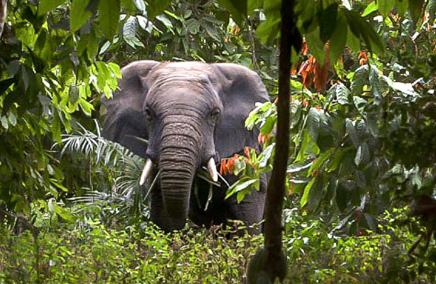 Tai National Park, Côte d’Ivoire: 4 Day Heritage Tour