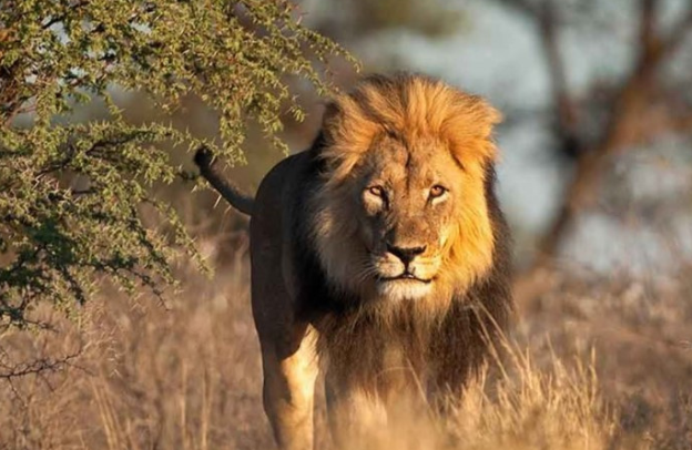 3-Day Akagera Safari Adventure: Explore Rwanda’s Big Five Wilderness