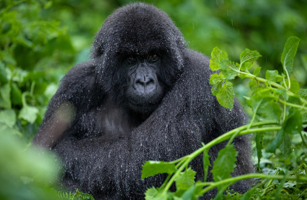 5-Day Rwanda Adventure: A Journey of Discovery and Connection