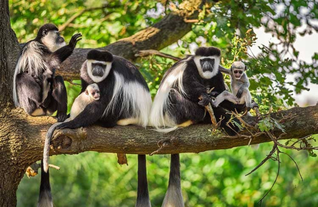 6-Day, Cultural and Nature Immersion into the Heart of Rwanda