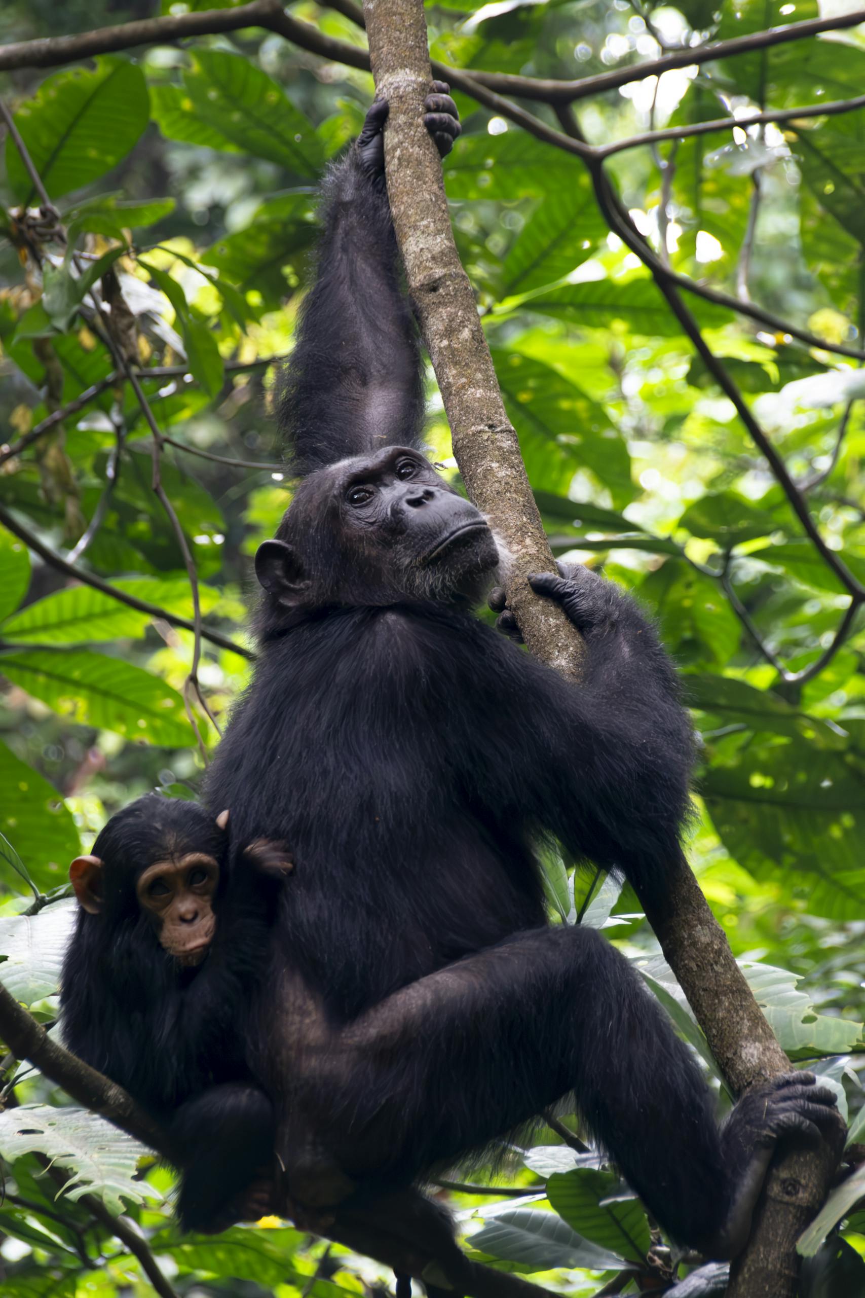 A heartwarming scene of a mother chimpanzee with her baby in a lush Tanzanian forest.