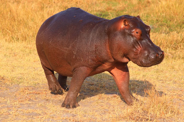 A solitary hippopotamus walking on dry grass in the African savannah during the day.