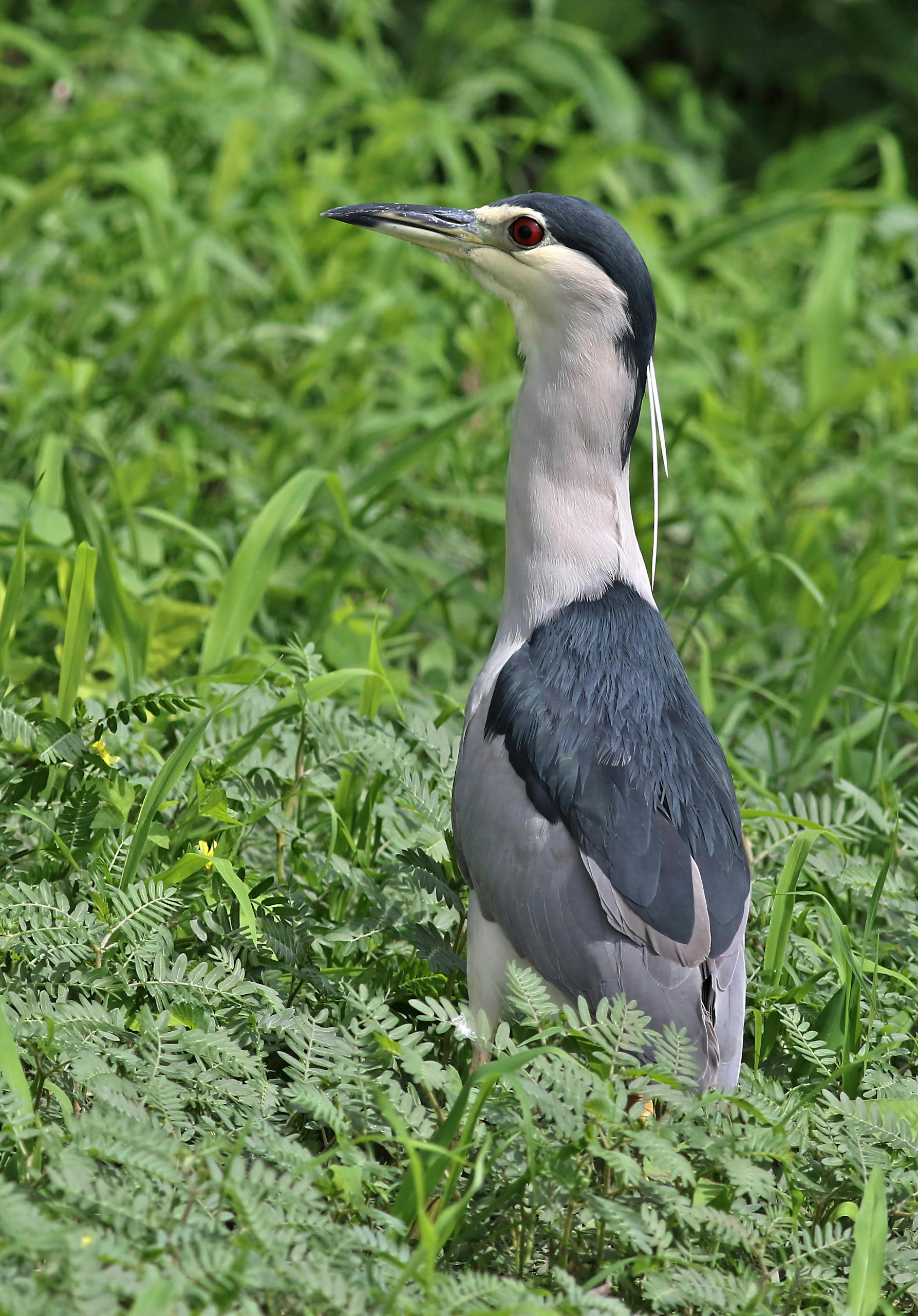 Black-crowned night heron, Nycticorax nycticora, Chobe National Park, Botswana