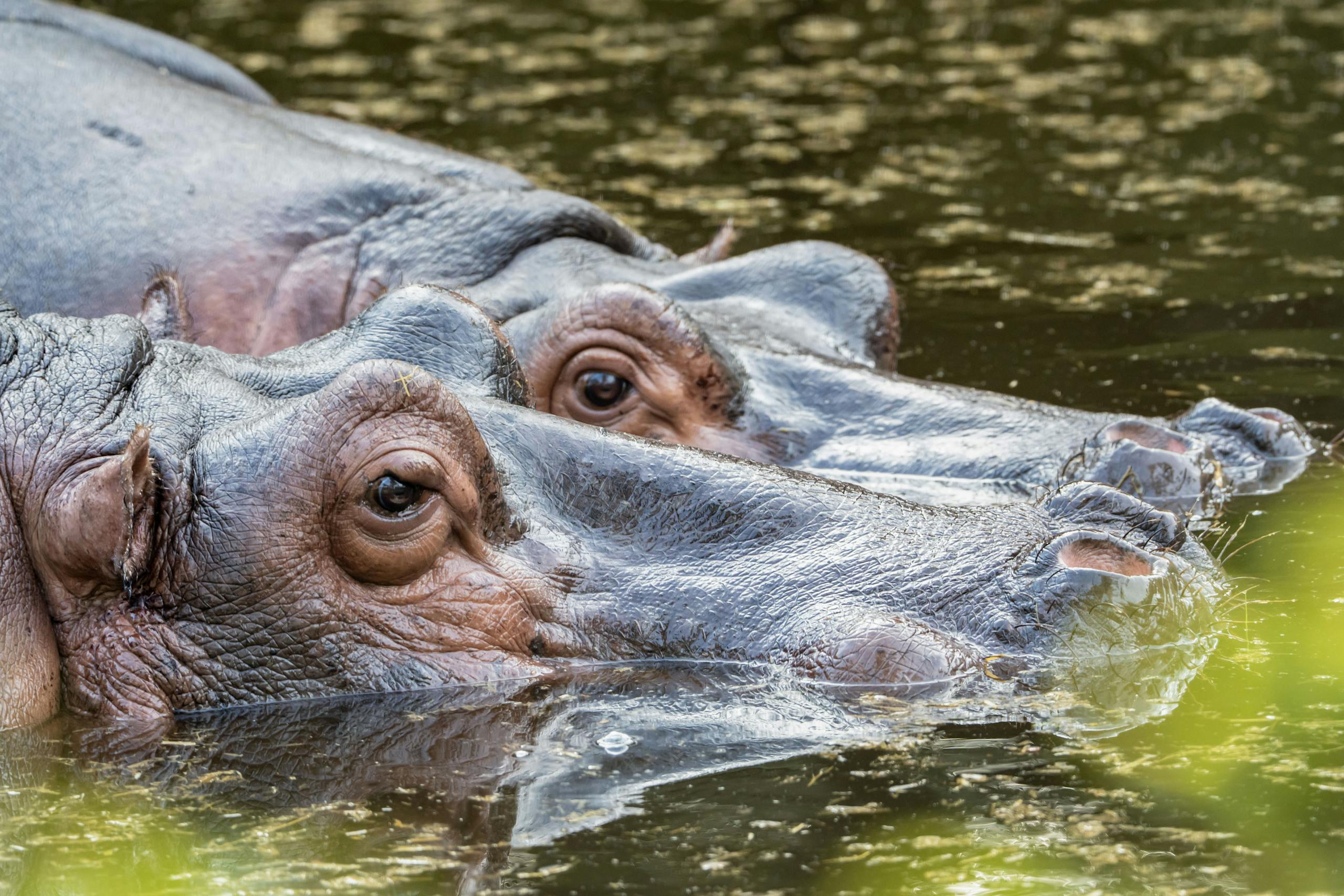 Captivating close-up of two hippos submerged in water, showcasing their eyes and skin texture.