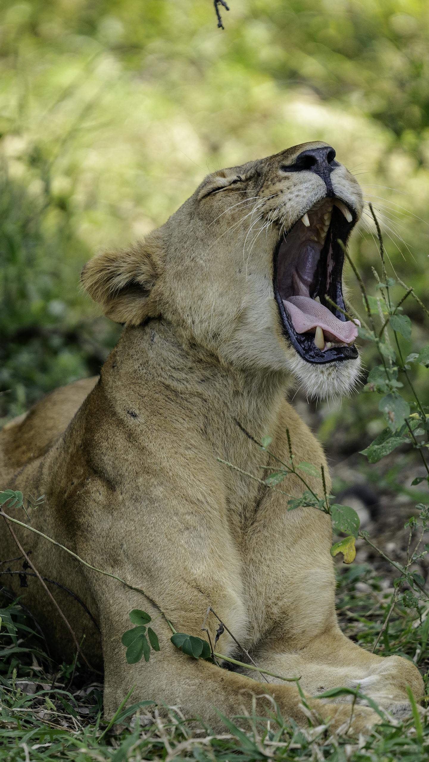 Close-up of a yawning lioness in the natural habitat of Tanzania, showcasing wildlife behavior.